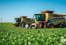 STF suspende julgamento sobre moratória da soja e impactos em Mato Grosso